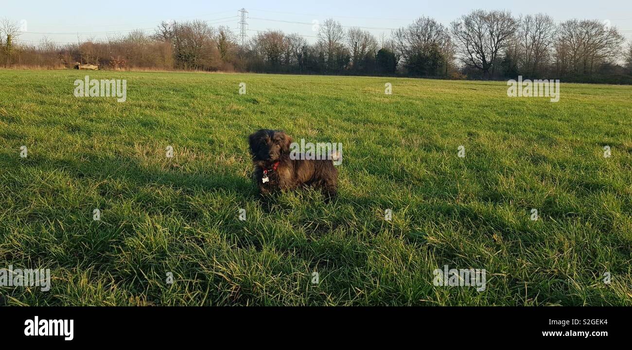 Welpen im grossen Feld - Smartphone-aufgenommenes Stockfoto