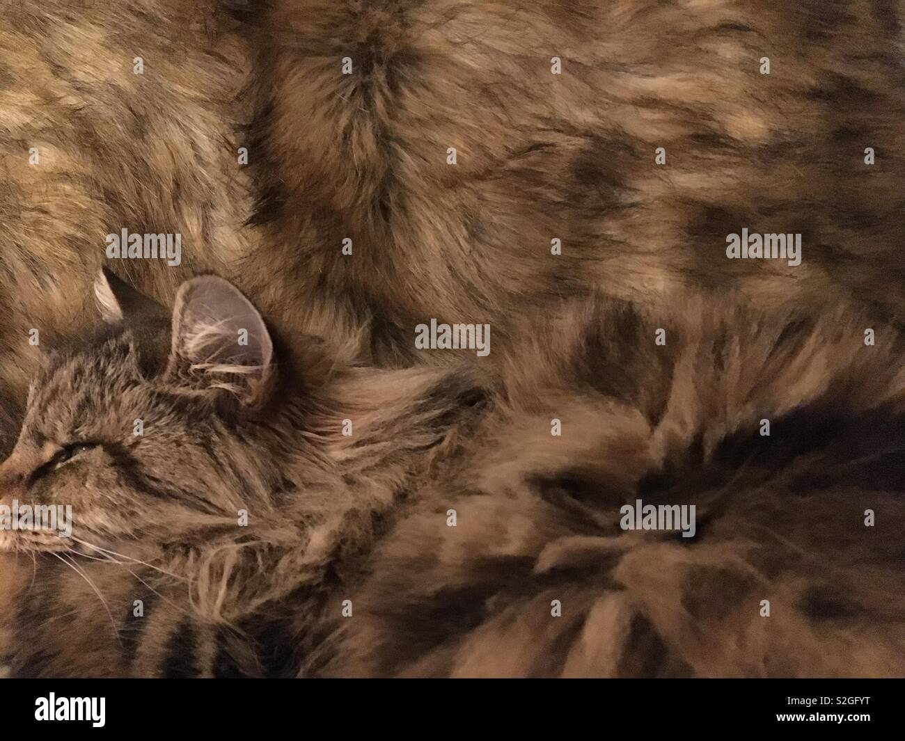 Langhaarige Tabby Katze Auf Einem Kunstfell Werfen Stockfoto Bild