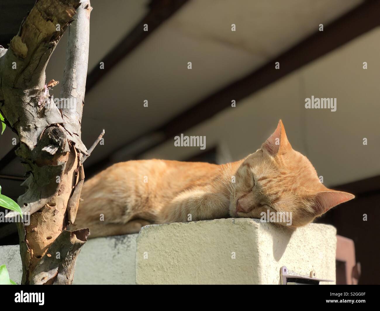 Faule Katze schlafen unter der Sonne Stockfoto