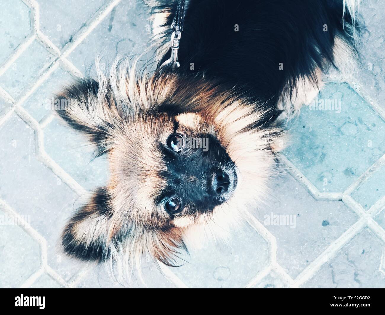 Niedlichen kleinen Hund suchen Nach oben Stockfoto