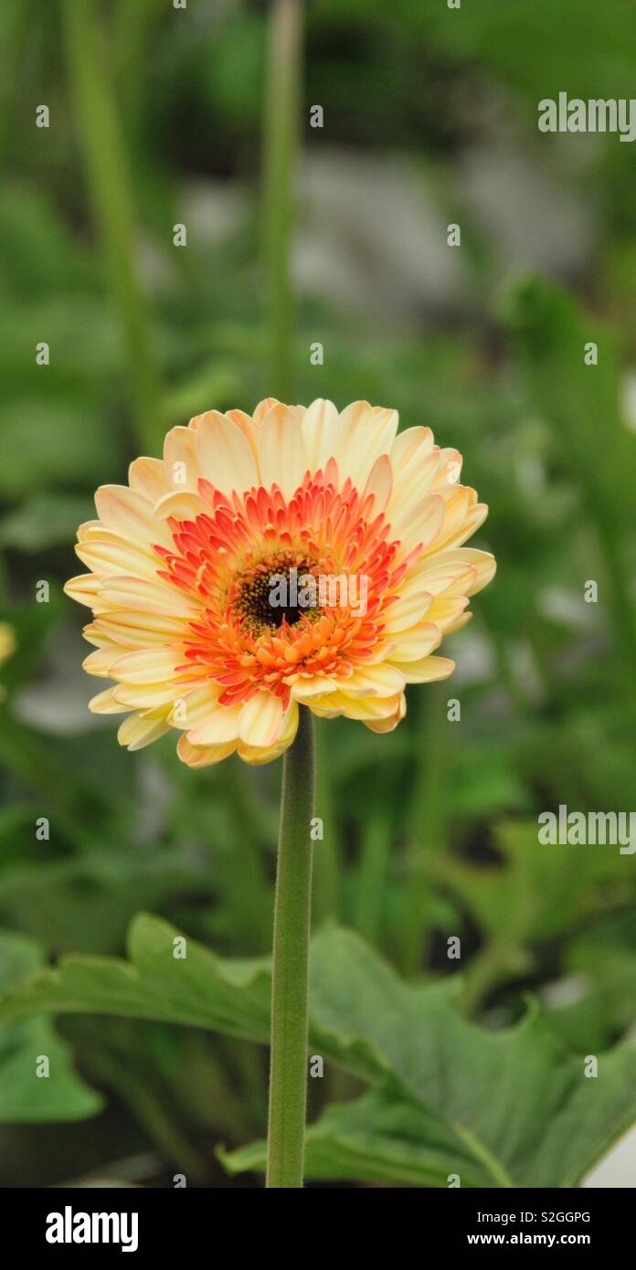 Cameron Highland flower Farm Stockfoto