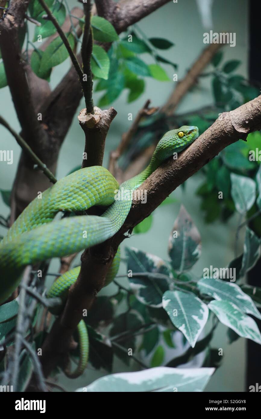 Big eyed Green pitviper ruht in einem Busch Stockfoto