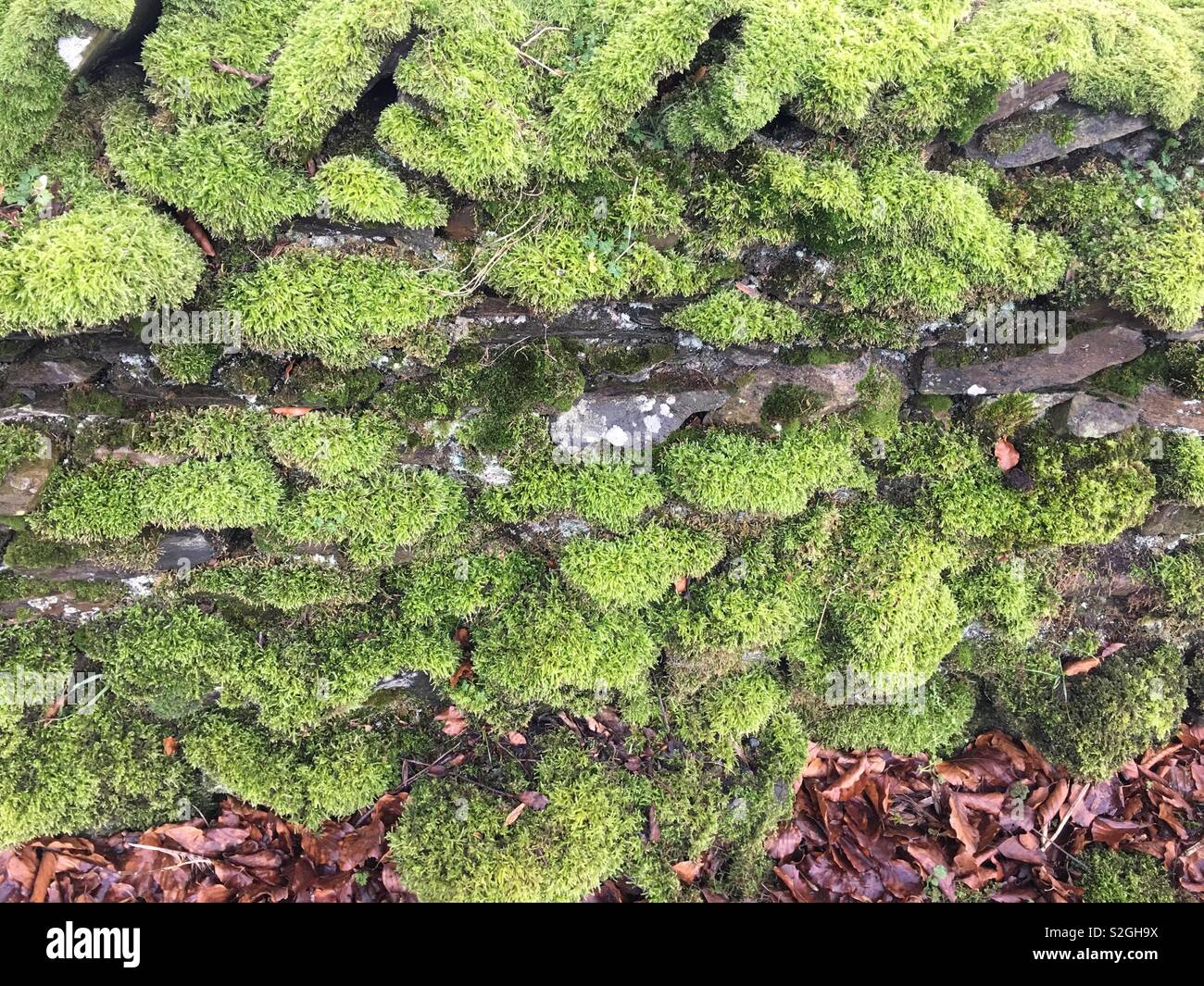 Moosigen Steinmauer Stockfoto