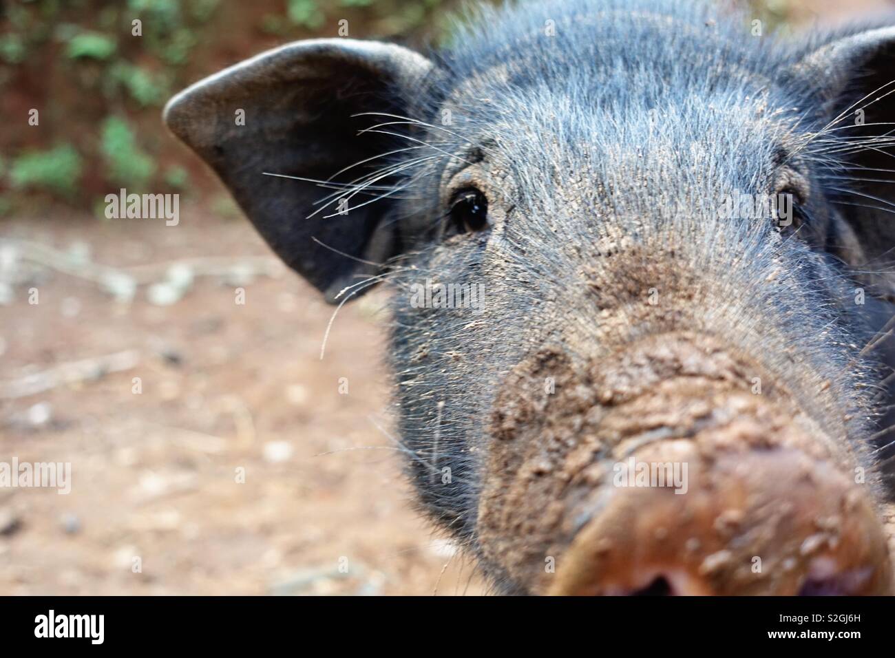 Schließen bis auf ein Schwein, das ist direkt in die Kamera schaut Stockfoto