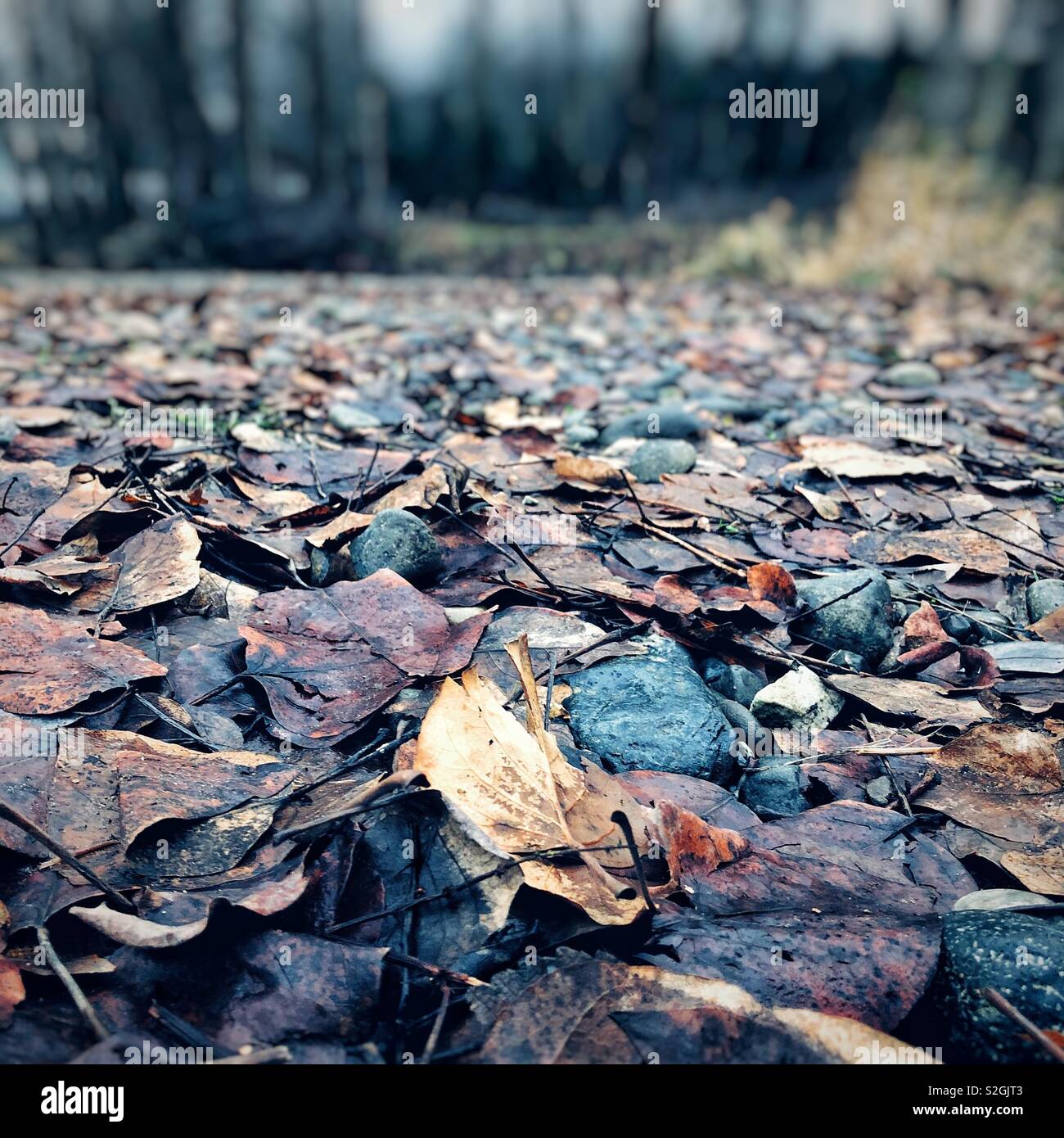 Verlieben Sie sich in den Wald Stockfoto