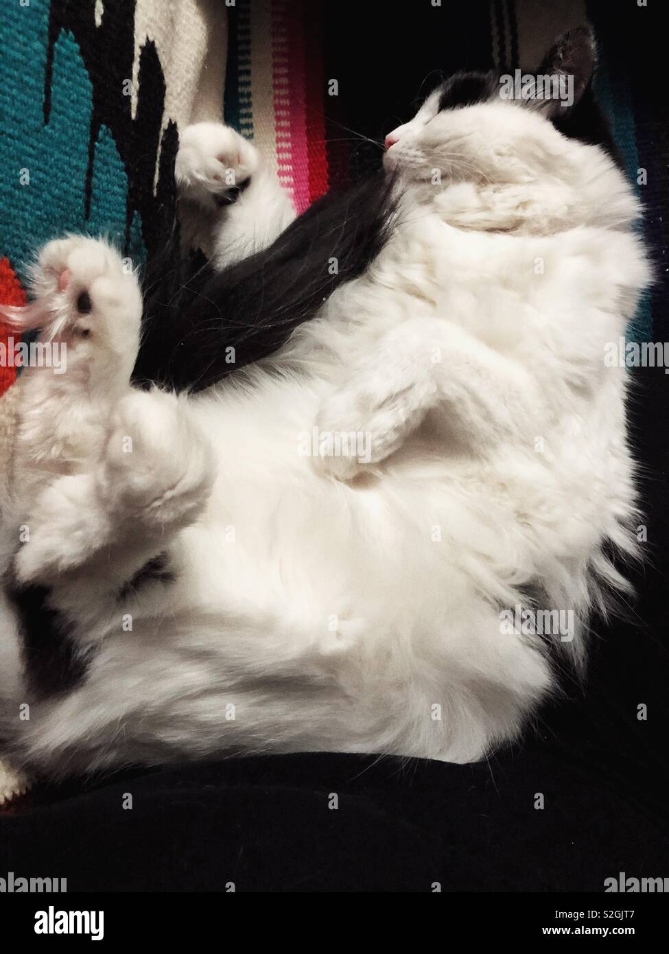 Gemütliche Schlaf flauschige Katze Stockfoto