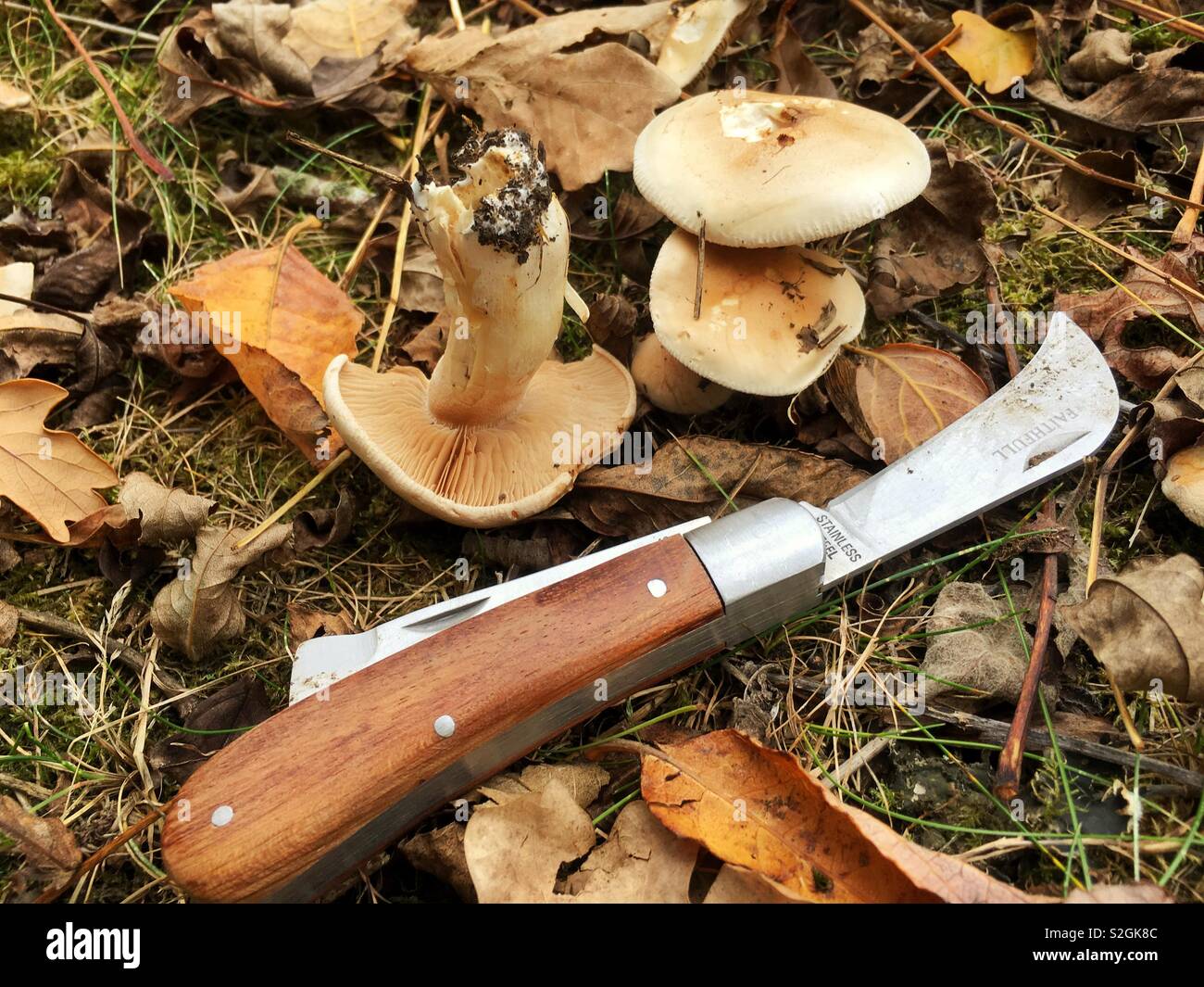 Eine offene Taschenmesser neben Pilze mit Blätter im Herbst/Herbst Stockfoto