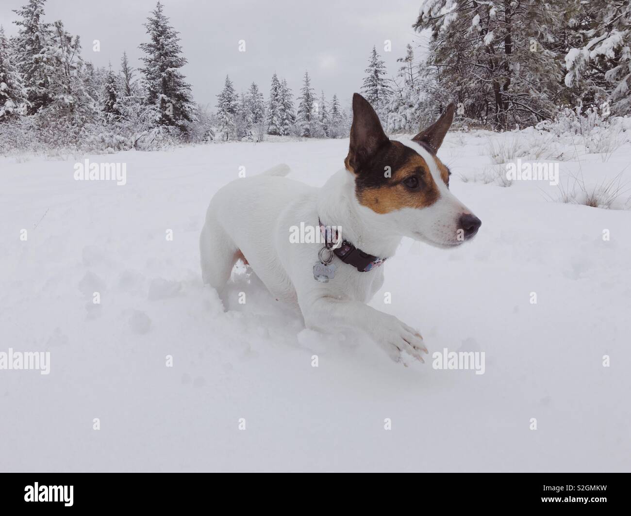 Kleiner Hund durch frischen Schnee mit immergrünen Bäumen im Hintergrund. Stockfoto