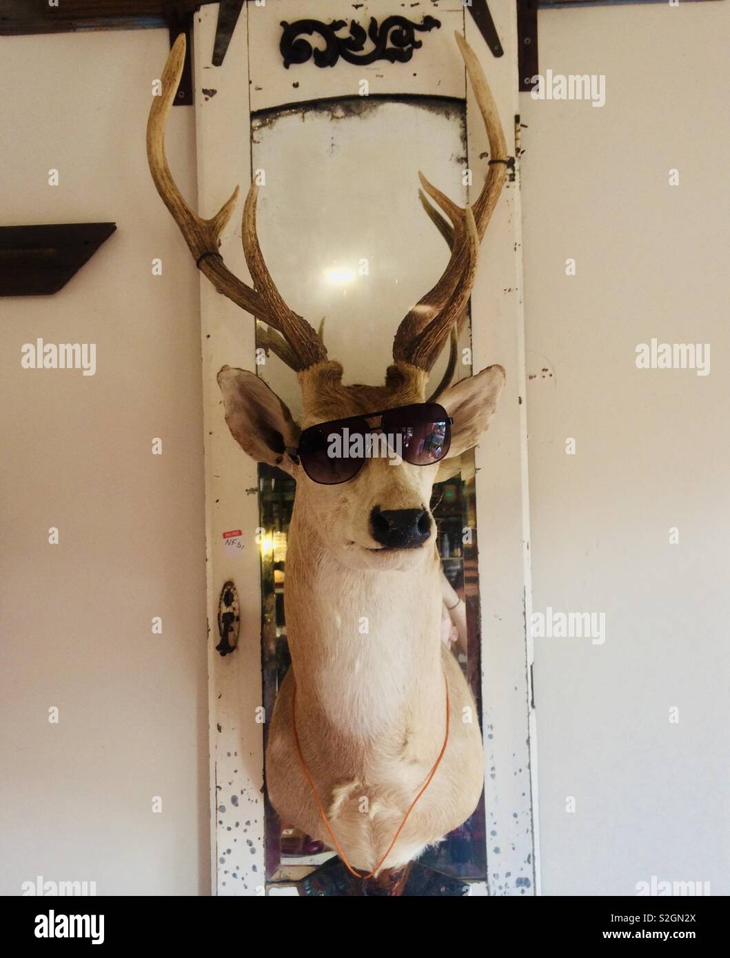 Ein Ausgestopfter taxidermy Hirsch Kopf an der Wand Sonnenbrille tragen montiert Stockfoto