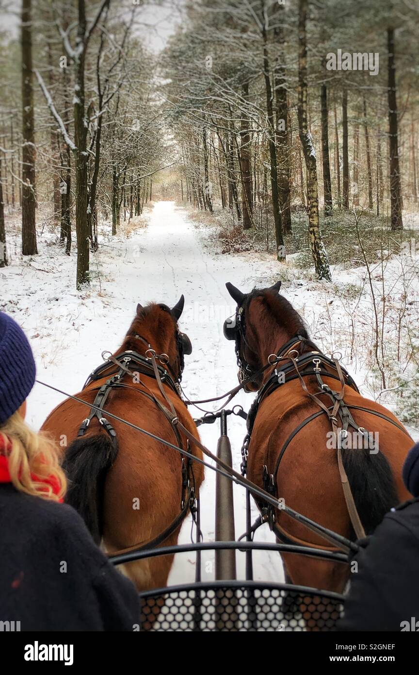 Pferdekutsche in einem verschneiten Wald Stockfoto