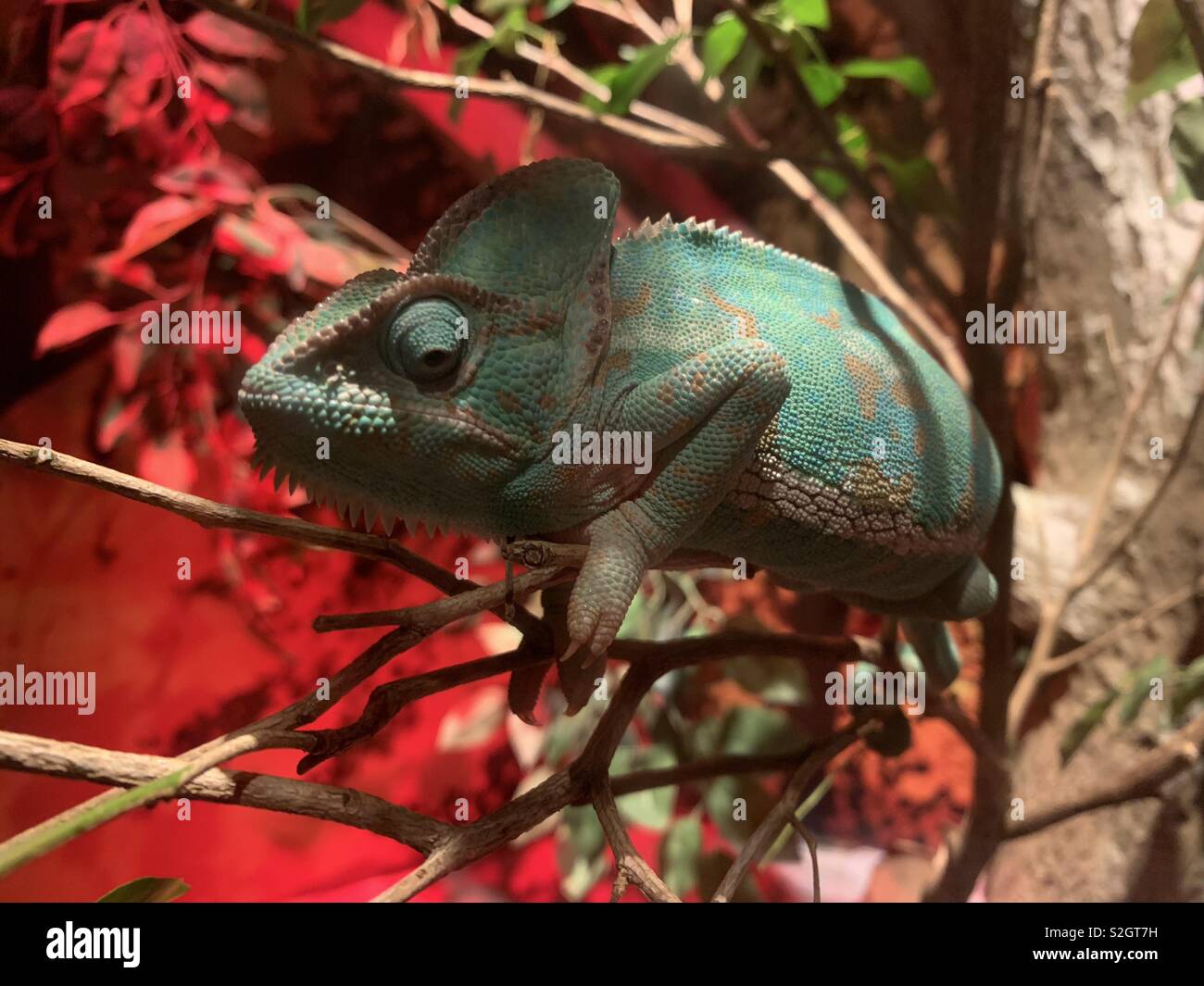 Art der Tarnung Stockfoto