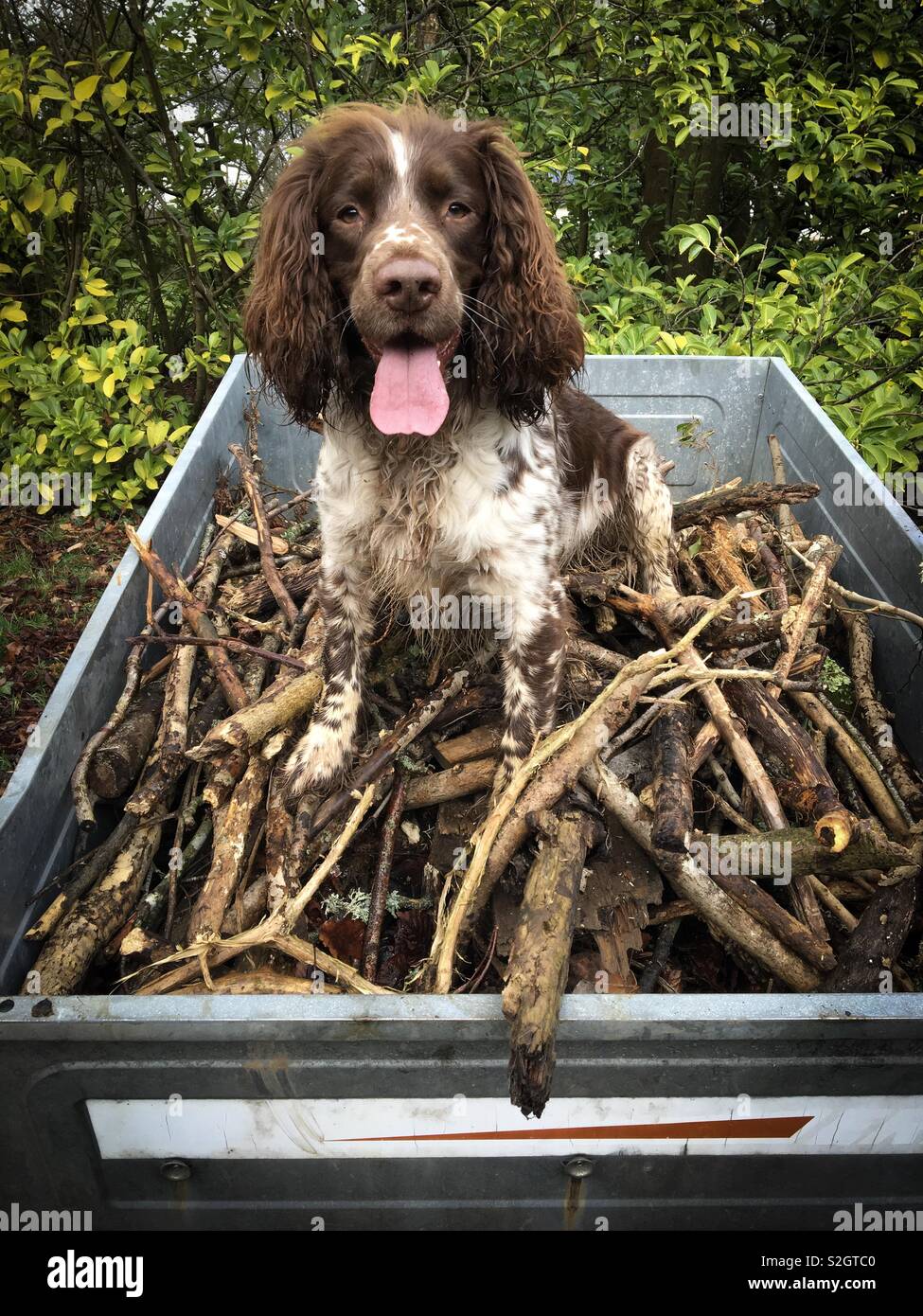 English Springer Spaniel sitzen auf einem Damm der Sticks. Stockfoto