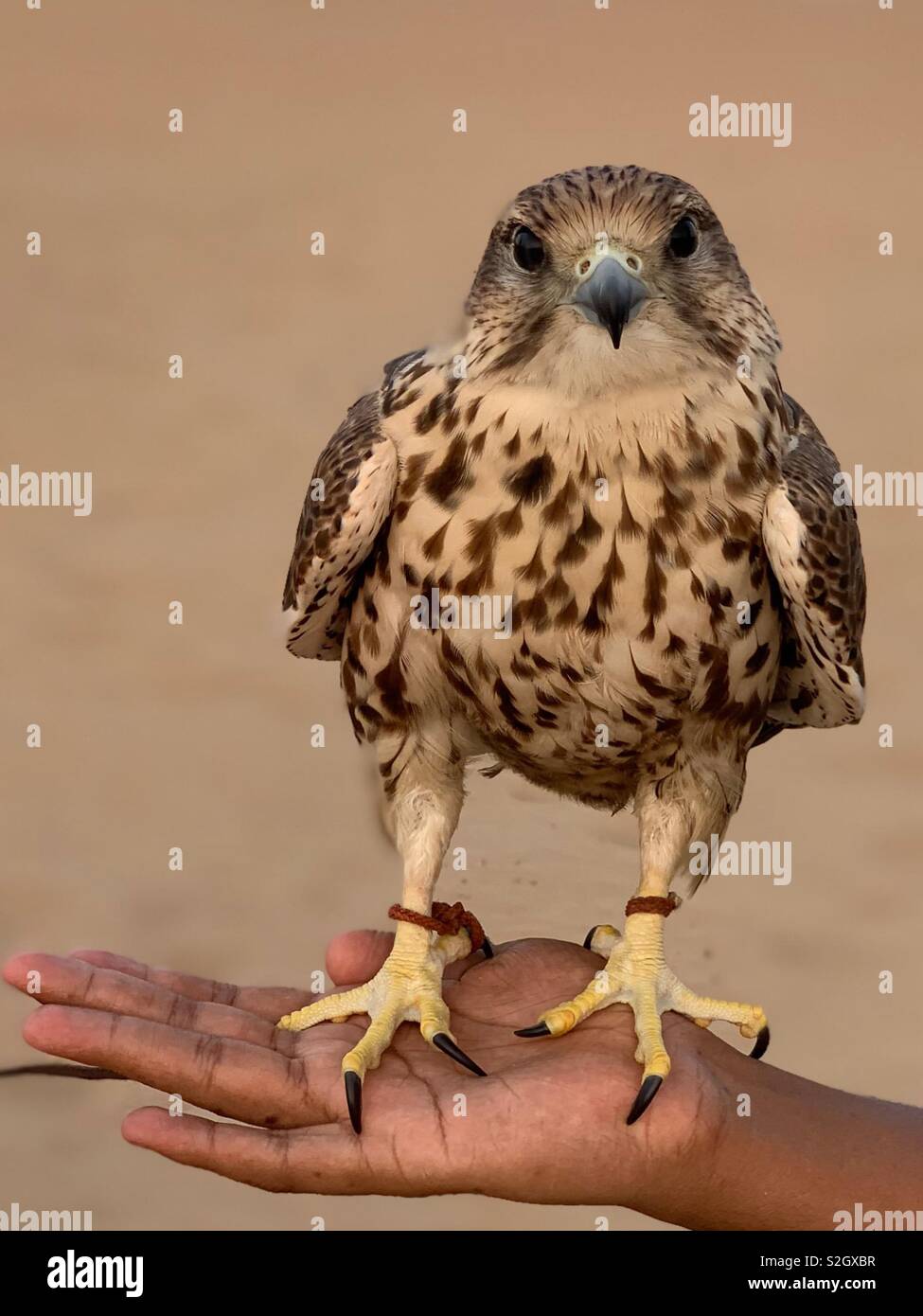 Falcon in der Wüste Stockfoto