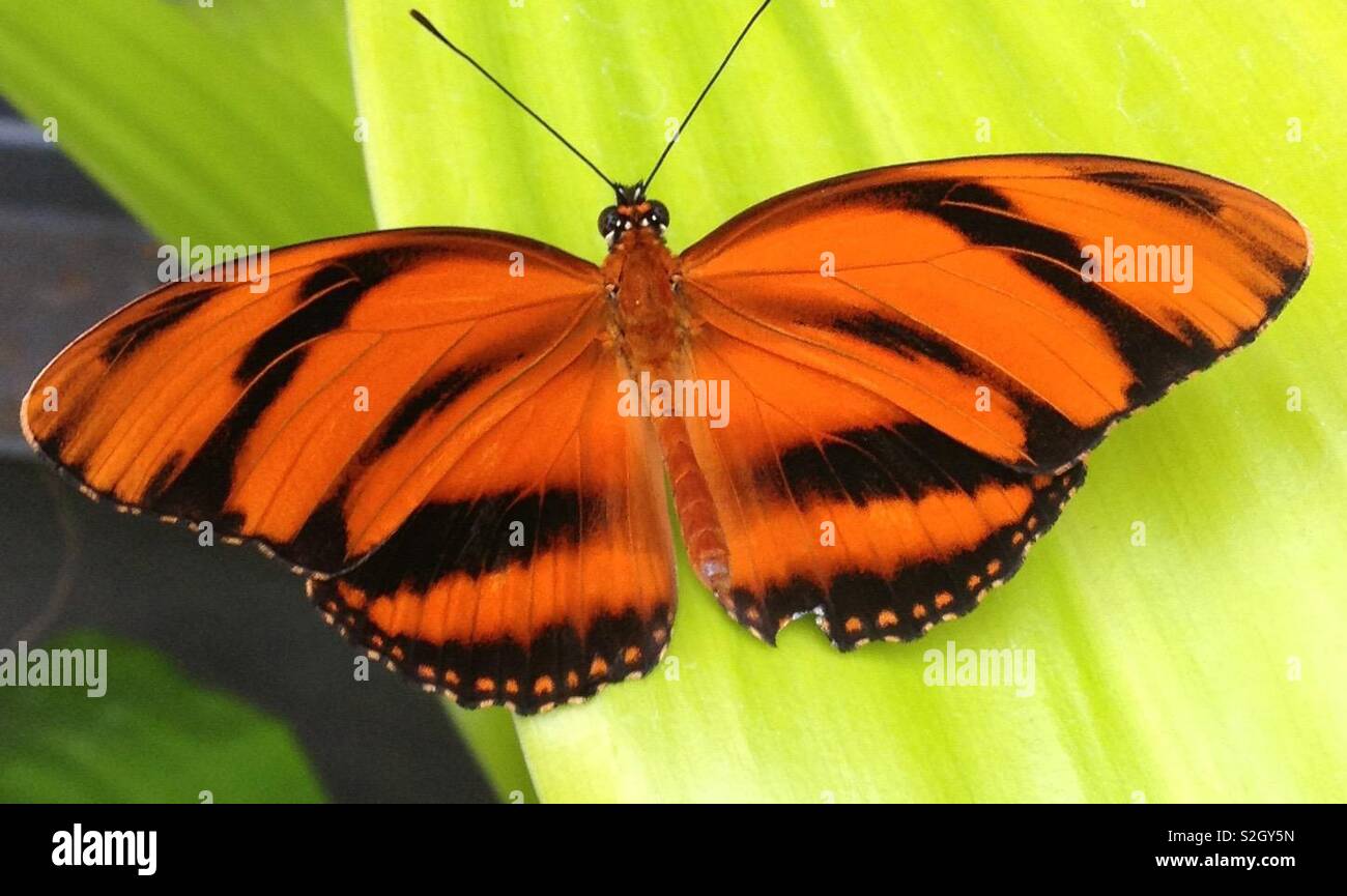 Flattern Stockfoto