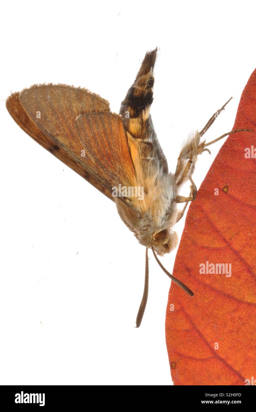 Motte Entomologie Studie Stockfoto