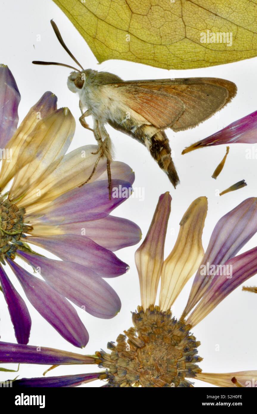 Motte Entomologie und Blume Studie Stockfoto