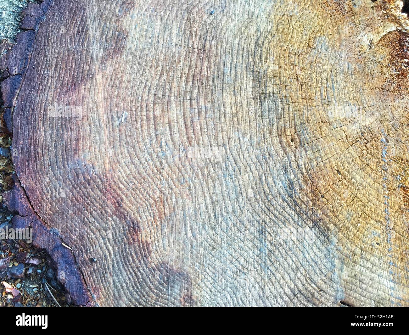 Ein Abschnitt eines Schnitt unten Baum Stockfoto