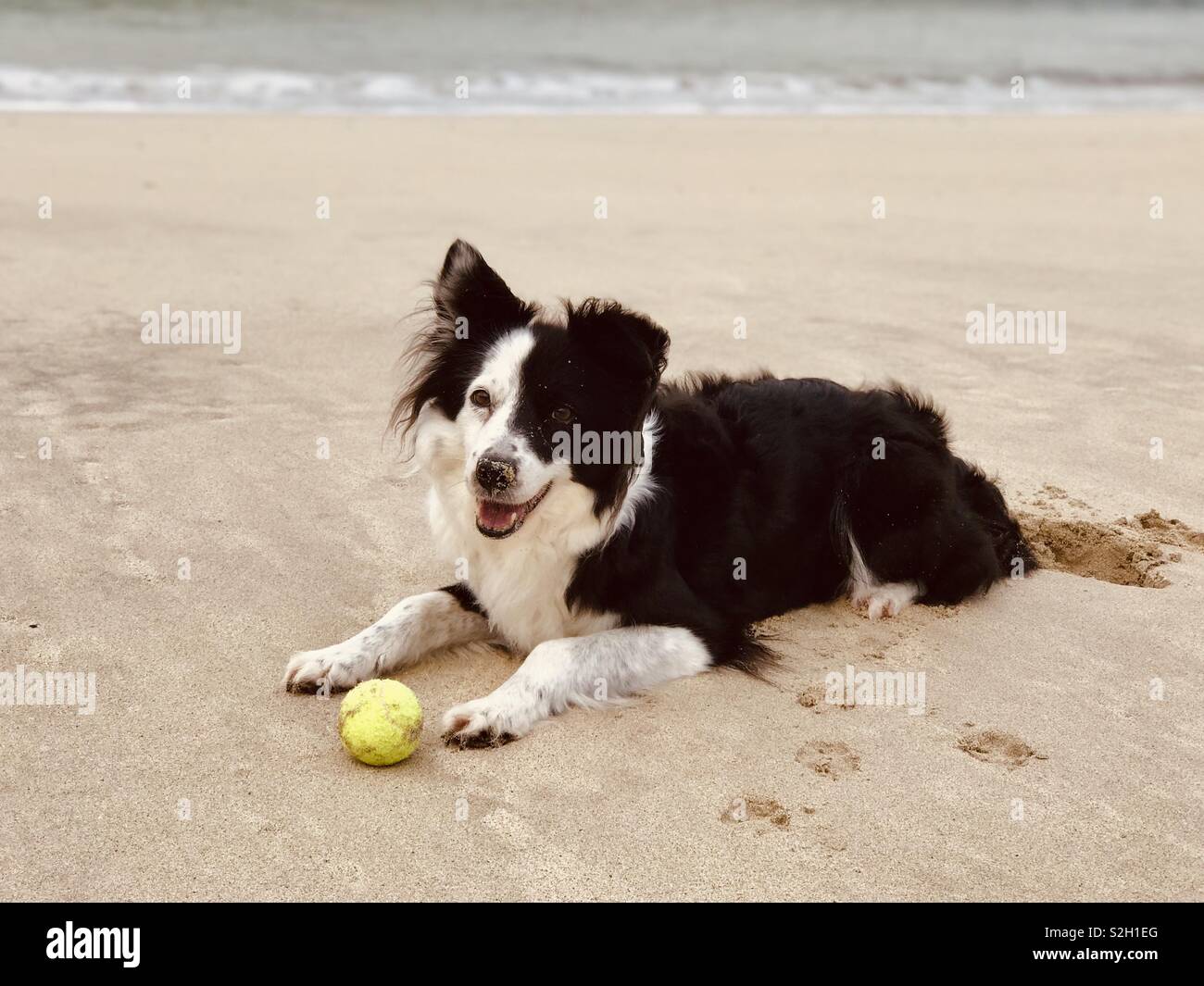 Jessie, die croft Schäferhund, mit ihr Ball. Carnish Strand, Uig, Isle of Lewis, Äußere Hebriden. Schottland. UK. - Smartphone-aufgenommenes Stockfoto