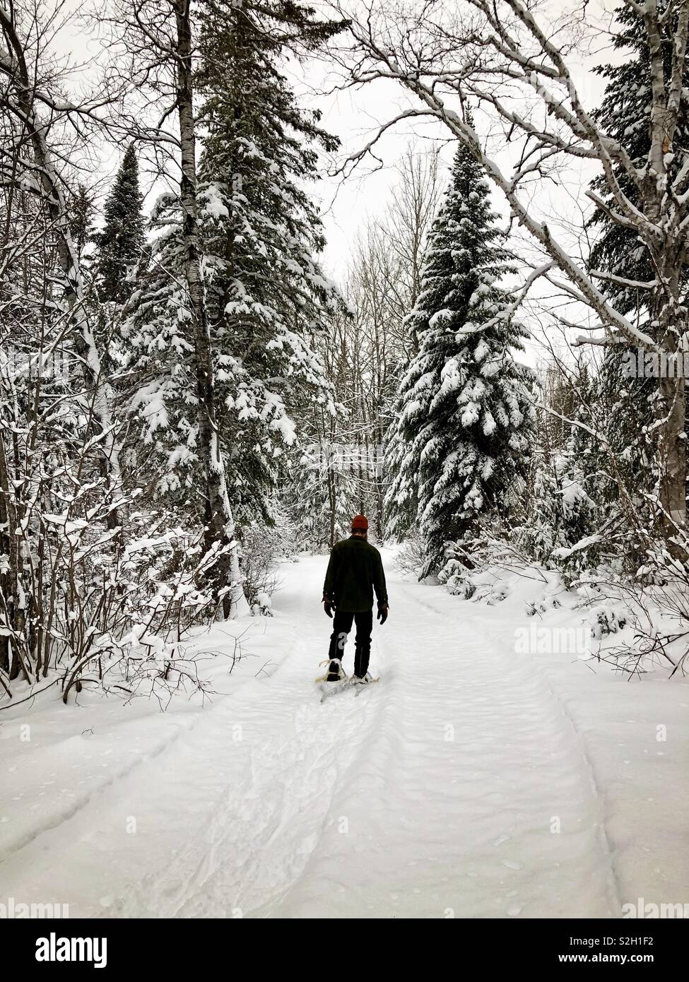 Ein Mann Schneeschuhwandern in den Wäldern in der Aroostook County, Maine. - Smartphone-aufgenommenes Stockfoto