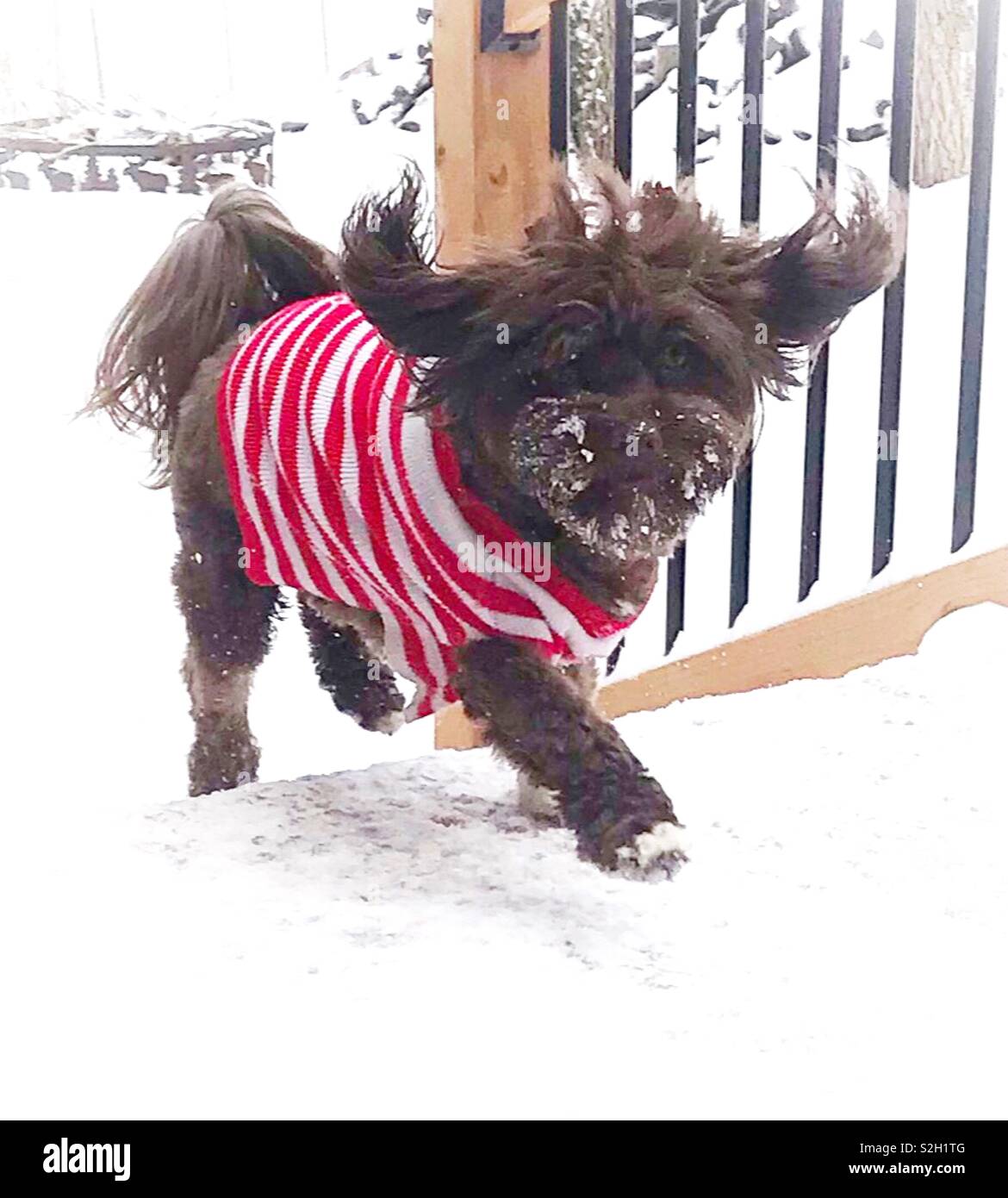 Hund trägt ein rot-weiß gestreiften Pullover läuft die Treppe im Schnee mit Ohren fliegen in der Luft Stockfoto