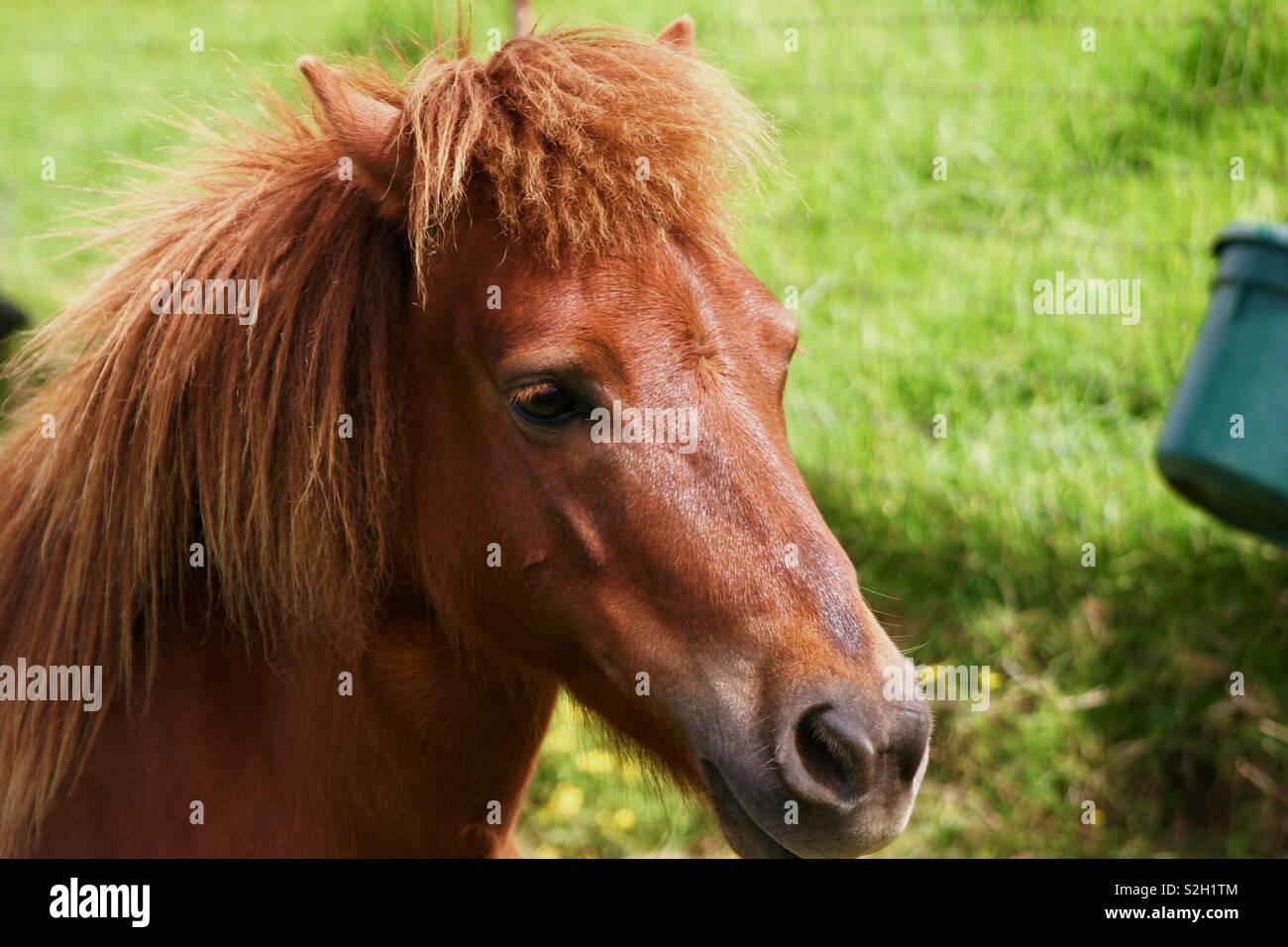 Porträt eines Pferdes Stockfoto