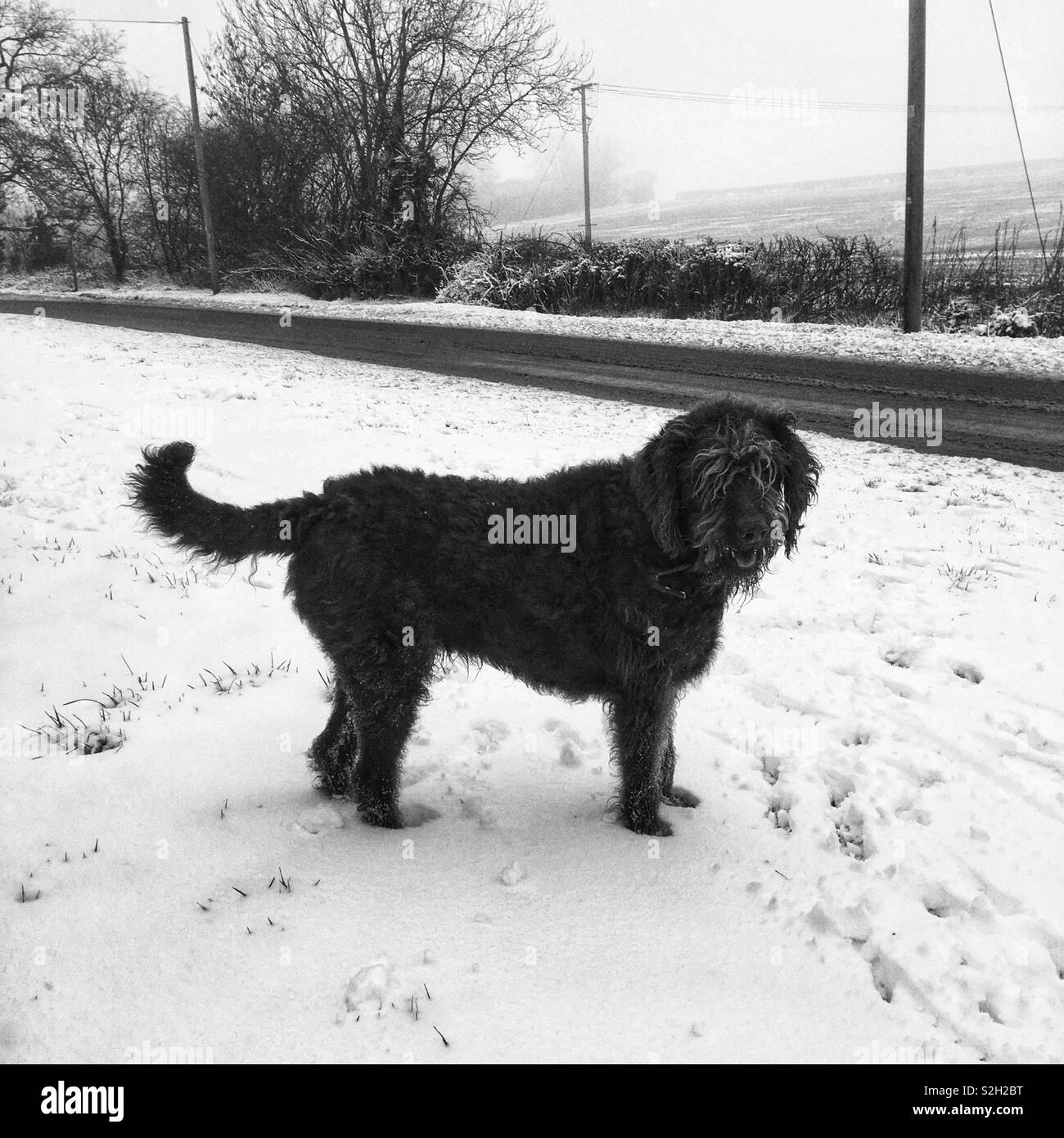 Labradoodle Hund im Schnee, Hampshire, England, Vereinigtes Königreich. Stockfoto