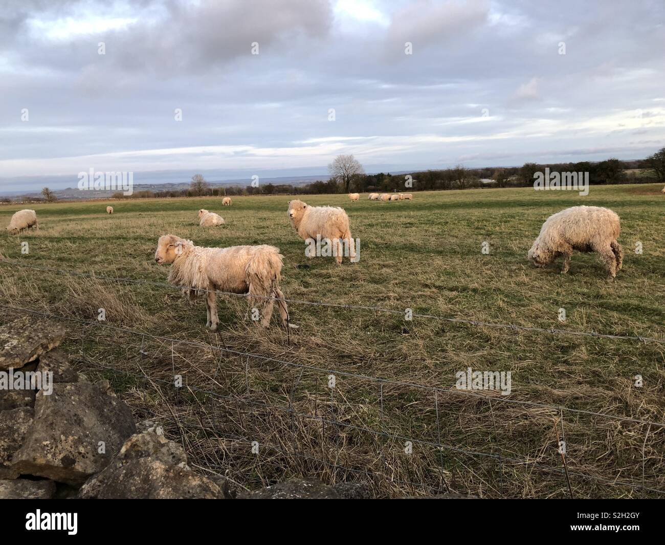 Seltene Cotswold züchten Schafe weiden in der Nähe von Broadway Hill Turm gegen einen Winter Einstellung der Cotswolds. Stockfoto
