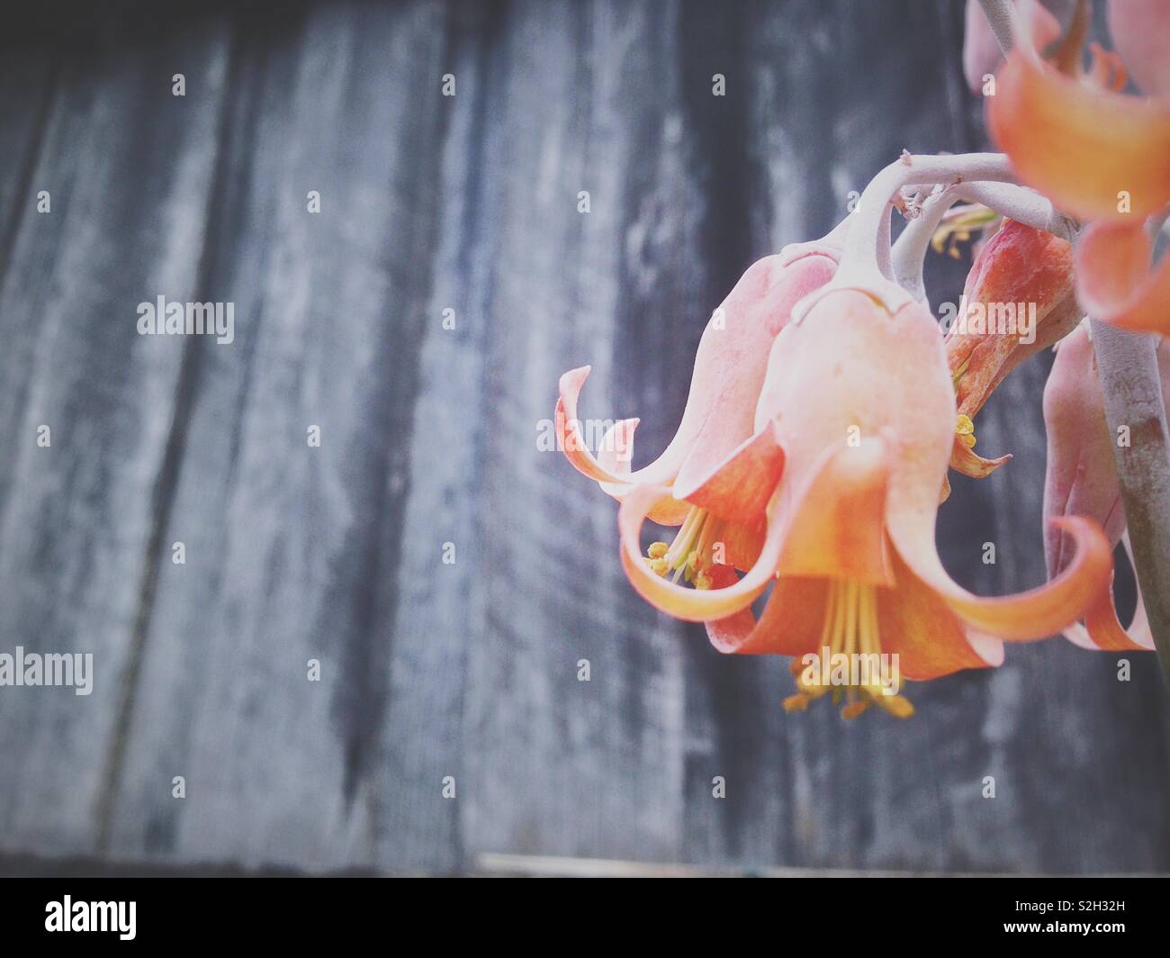 Orange Blumen grau Holzzaun. - Smartphone-aufgenommenes Stockfoto
