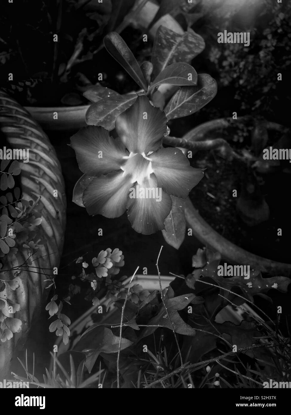 Eine Blume im Topf. - Smartphone-aufgenommenes Stockfoto