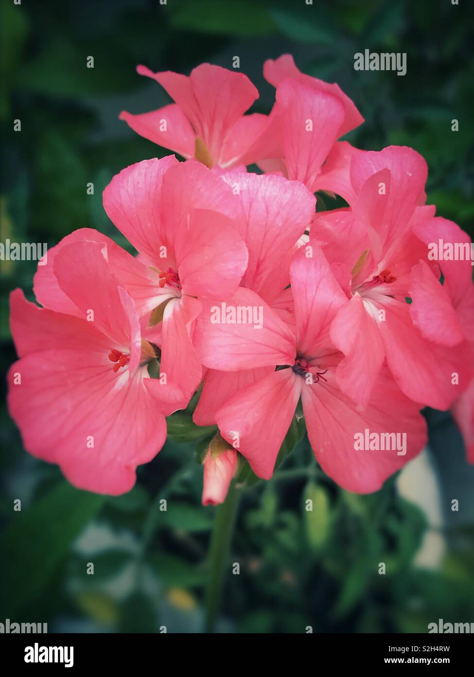 Geranie rosa Blüten Stockfoto