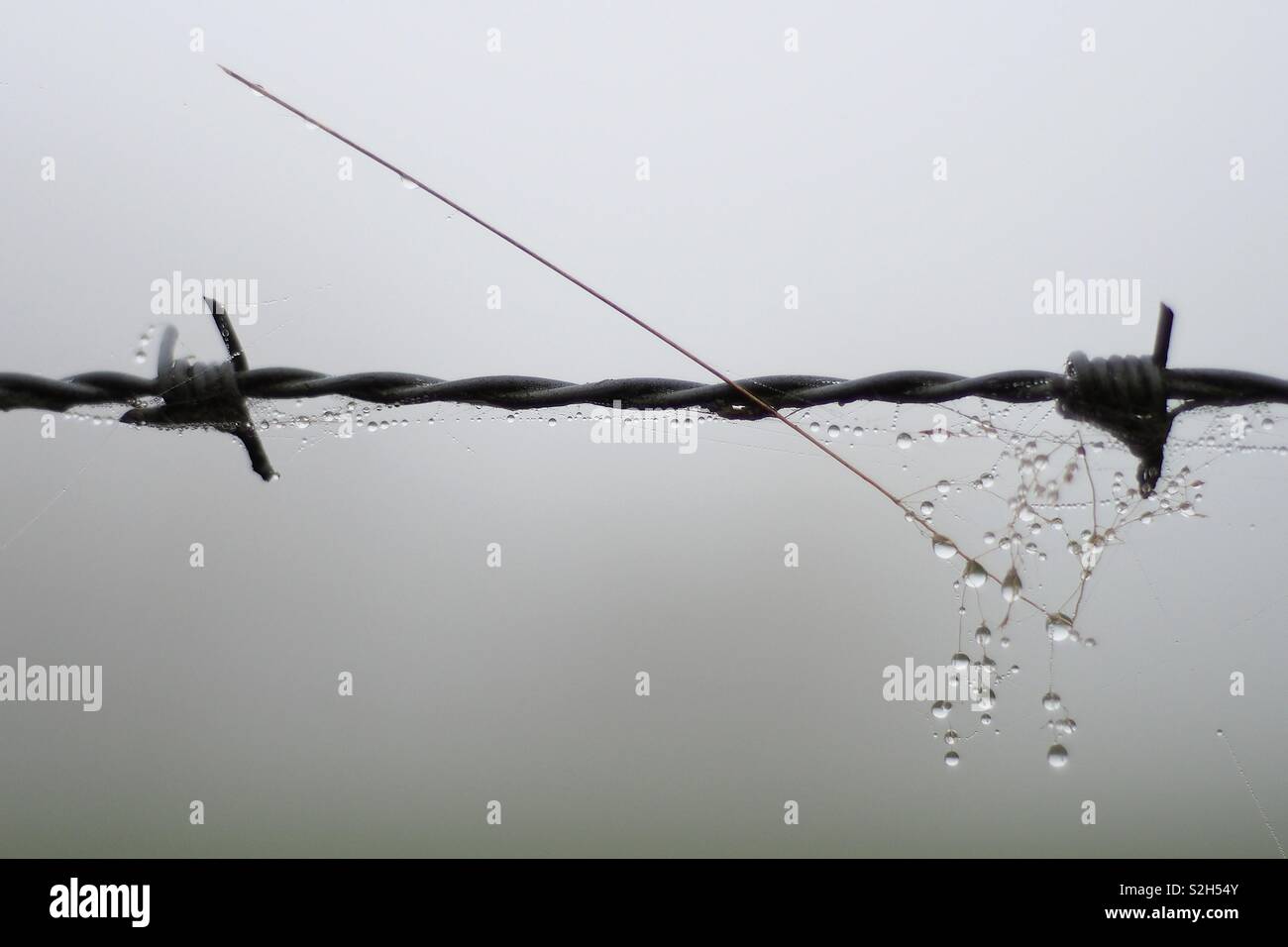 Stacheldraht mit Tautropfen an einem nebligen Tag - Smartphone-aufgenommenes Stockfoto