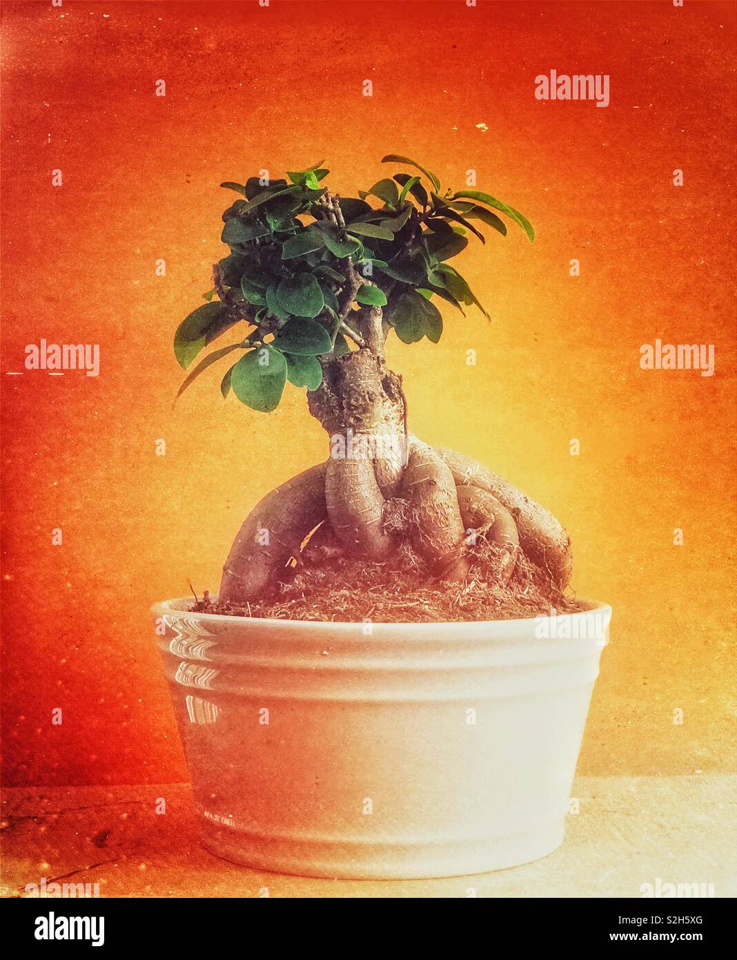 Bonsai Baum (ginseng Ficus) in einem Topf - Smartphone-aufgenommenes Stockfoto