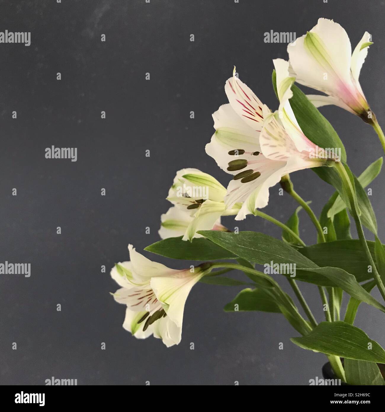 Alstroemeria auf grauem Hintergrund. Stockfoto