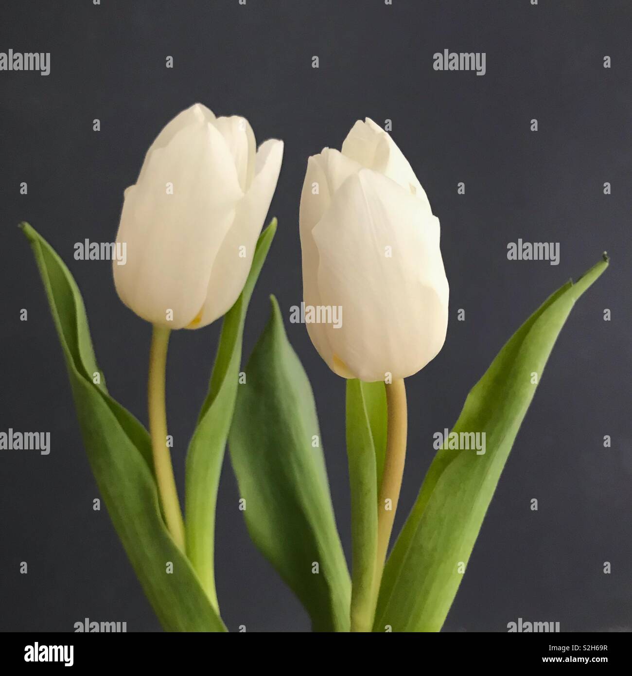 Zwei Weiße Tulpen auf grauem Hintergrund. Stockfoto