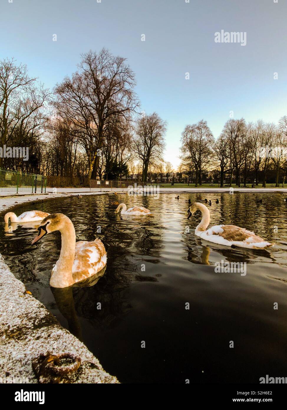 Vier cygnets in park Teich. Glasgow. Schottland. UK. Stockfoto