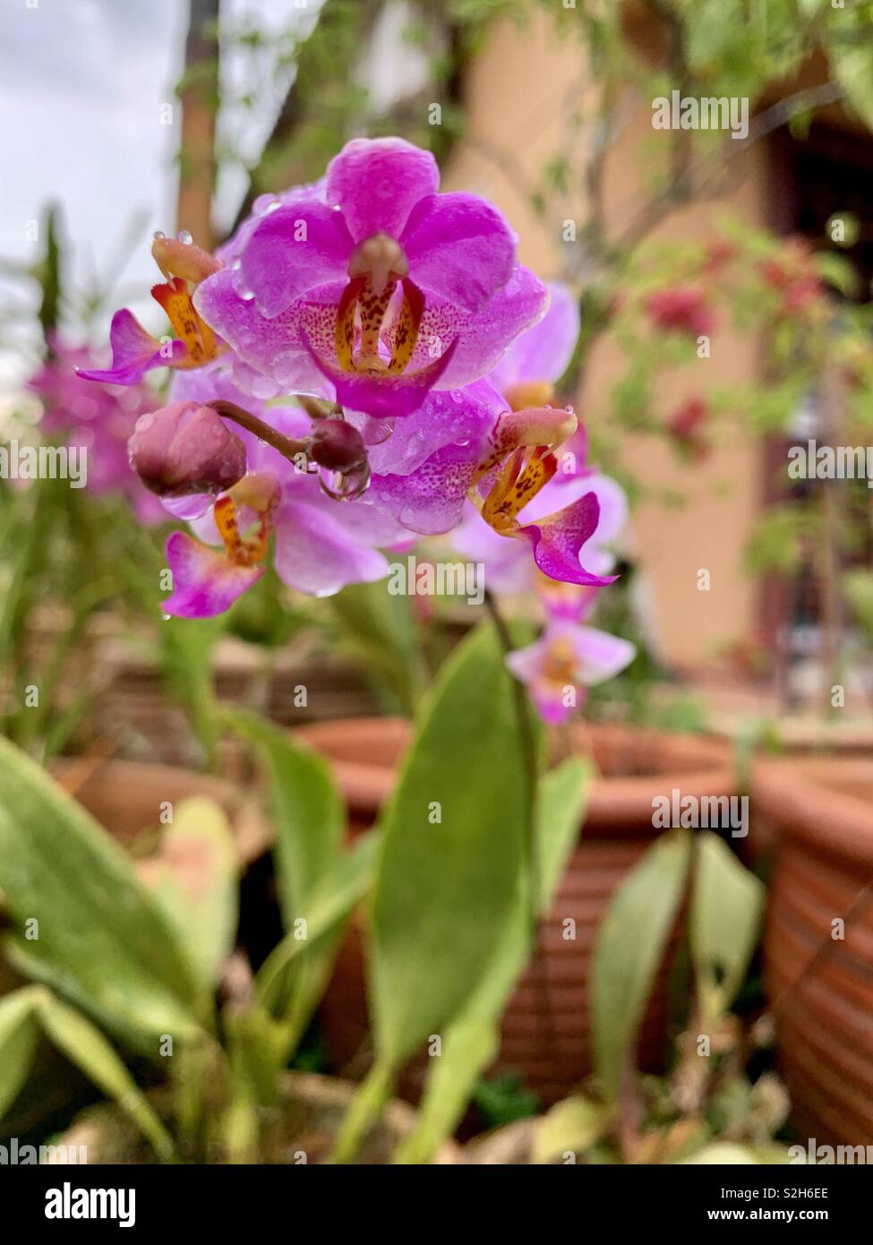 Phalaenopsis Aphrodite (Orchidee) Stockfoto