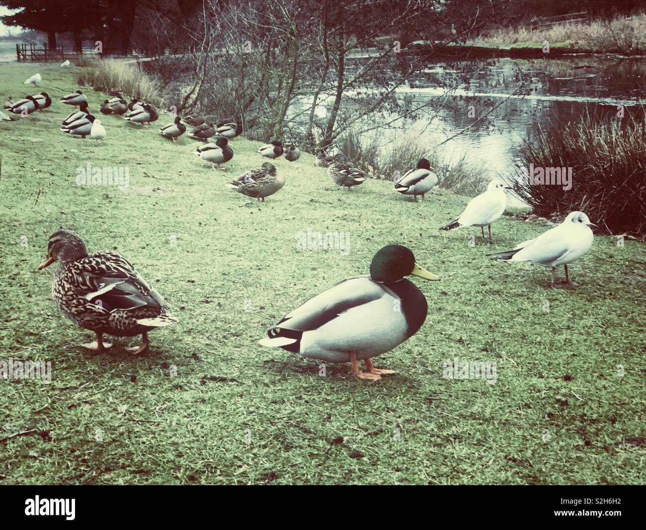 Enten von einem Teich - Smartphone-aufgenommenes Stockfoto
