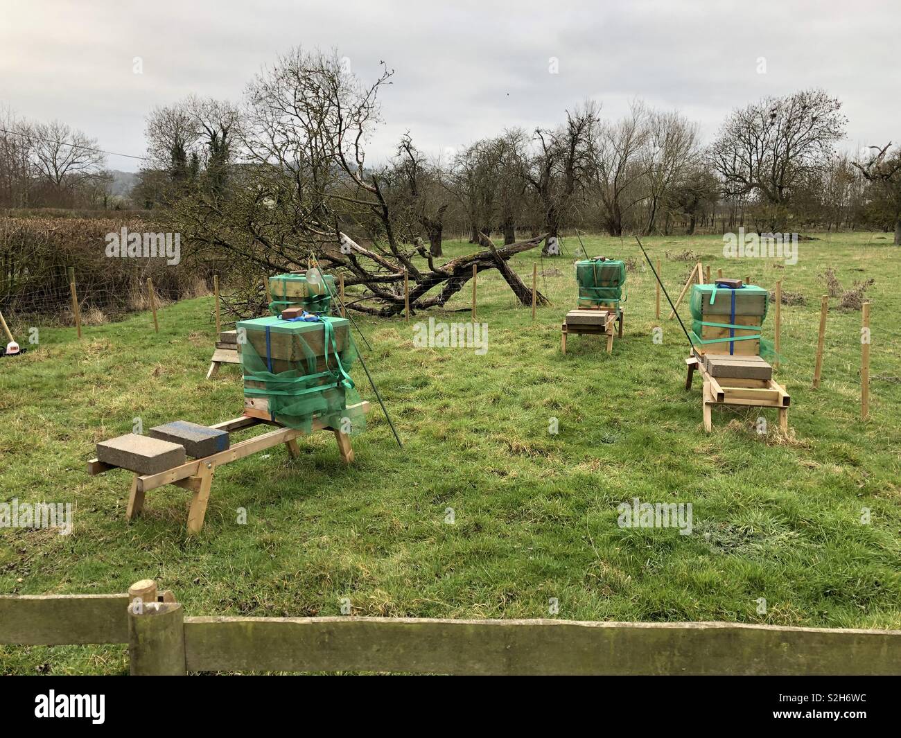 Klassische englische grüne Szene der Bienenvölker auf Gestelle für den Winter in einem alten Obstgarten mit Perry Birnen- und Apfelbäume umwickelt, einschließlich einem Liegerad gefallenen Baum in weder Grasland. - Smartphone-aufgenommenes Stockfoto