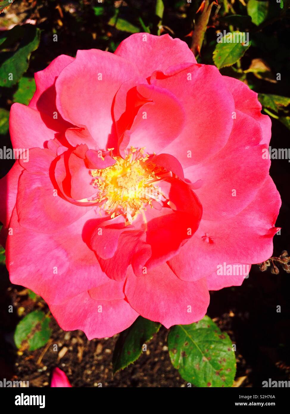 Rosa Rose hell und bunt auf einem Busch in einem Garten im Krieg Memorial Gardens in Dublin Irland an einem sonnigen Herbsttag - Smartphone-aufgenommenes Stockfoto