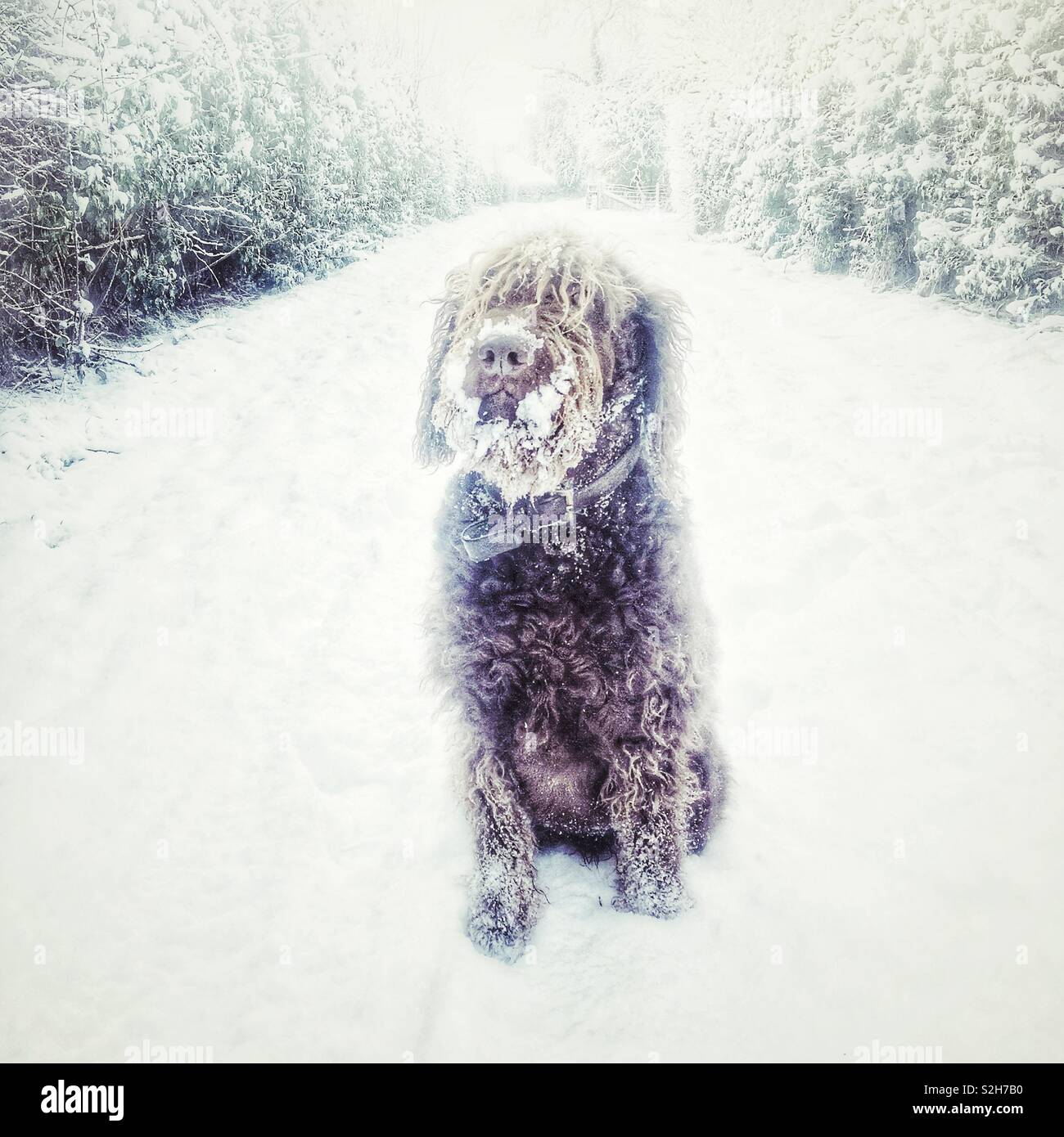 Labradoodle Hund im Schnee, Hampshire, England, Vereinigtes Königreich. - Smartphone-aufgenommenes Stockfoto