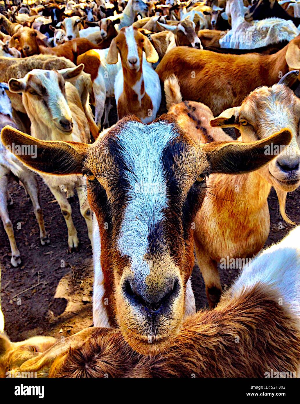 Herde von Ziegen Stockfoto