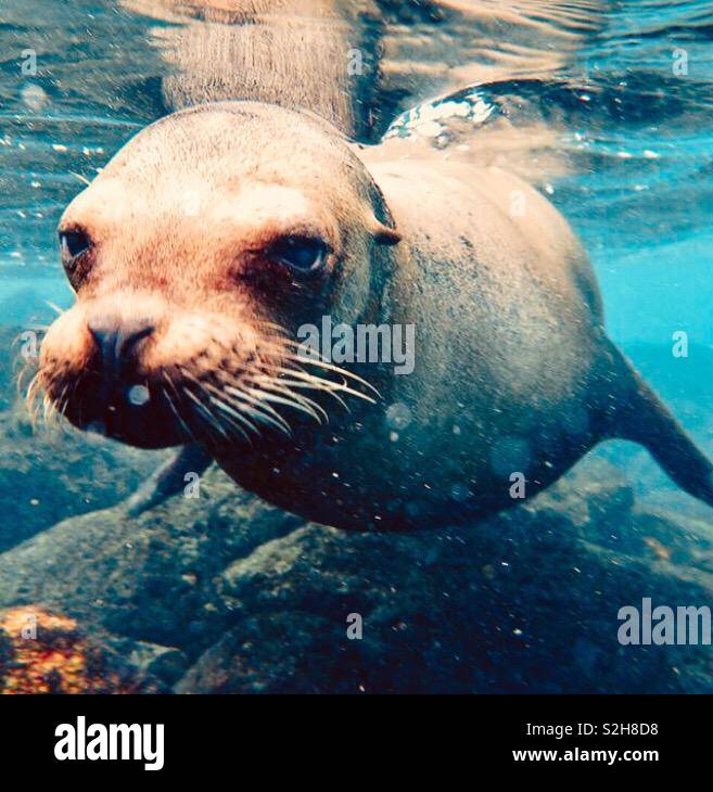 Baby seal Underwater, Galapagos Stockfoto