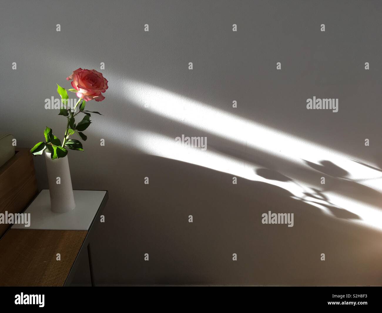 Single Red Rose durch Strom aus Sonnenlicht beleuchtet Stockfoto