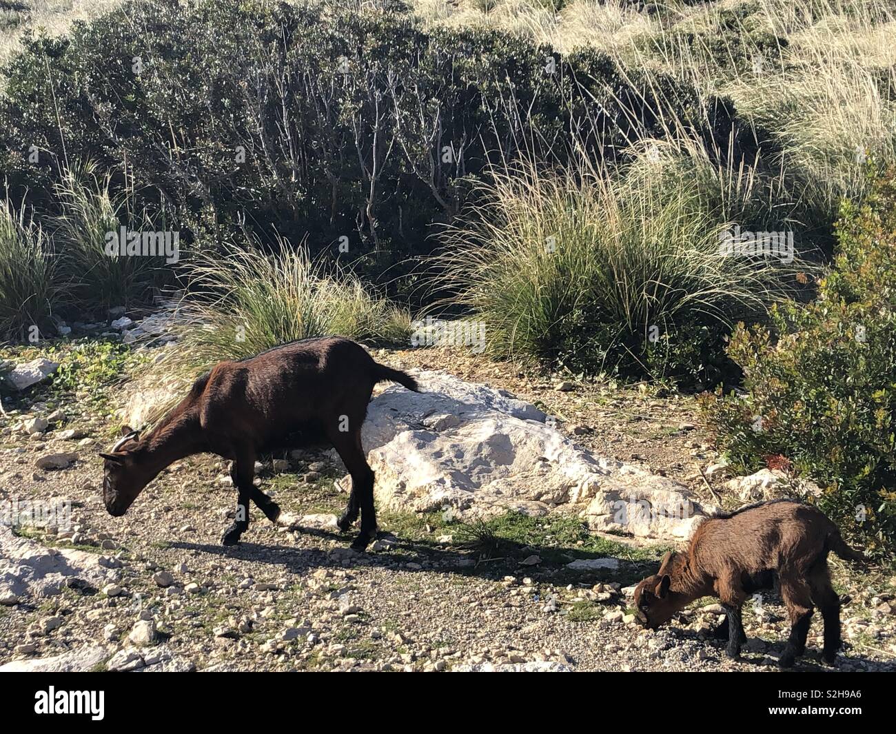 Bergziegen in Formentor, NE Mallorca - Smartphone-aufgenommenes Stockfoto