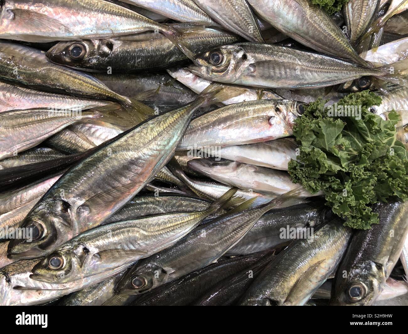 Makrelen an der Fischtheke Stockfoto