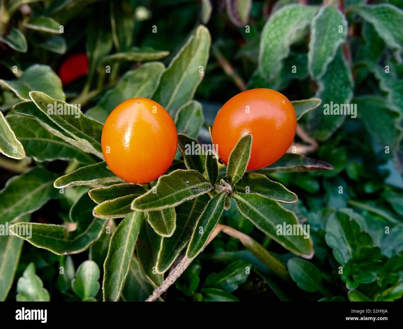 Frühling Blumen und Pflanzen Stockfoto