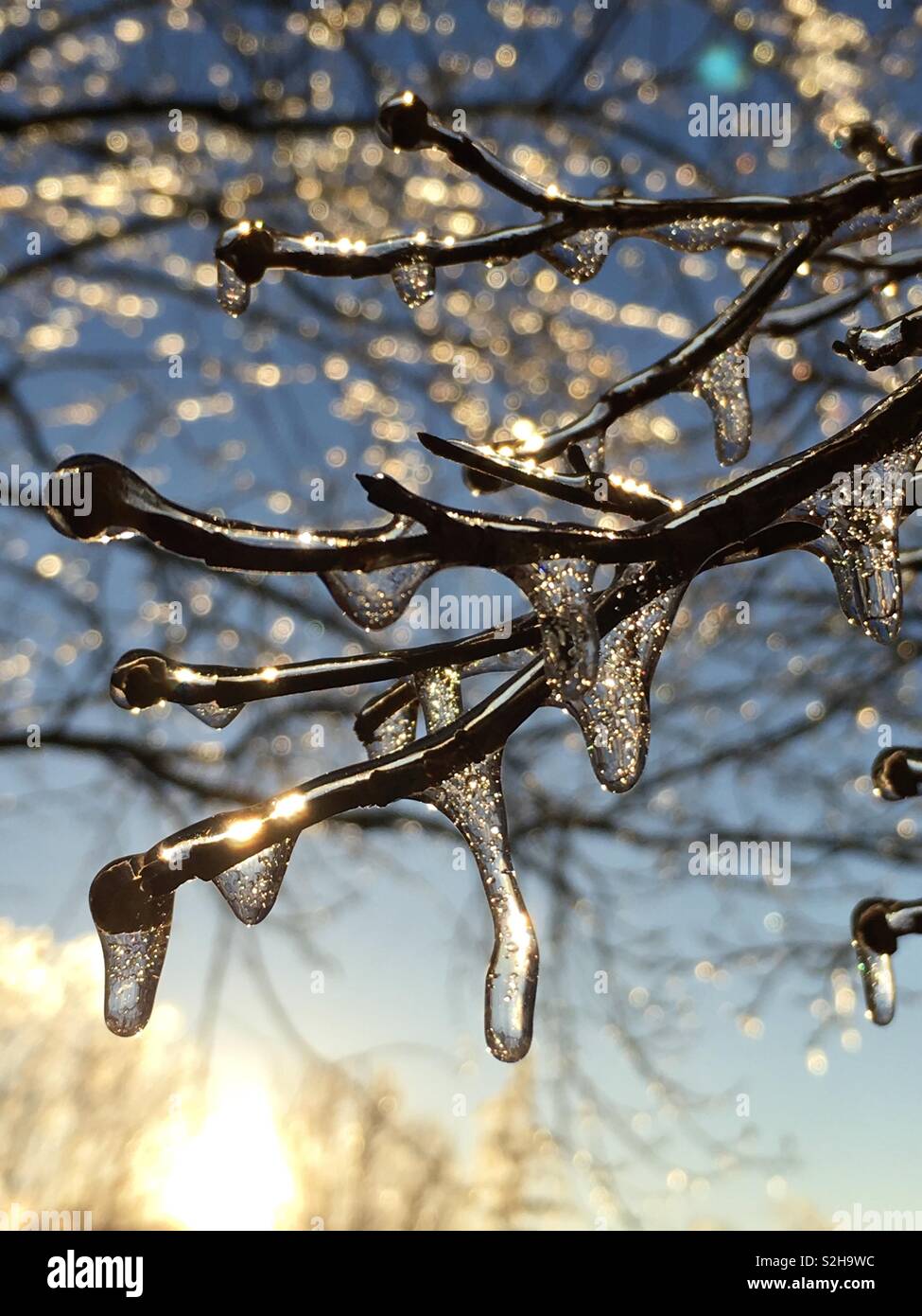 Sonnenschein nach Ice Storm Stockfoto