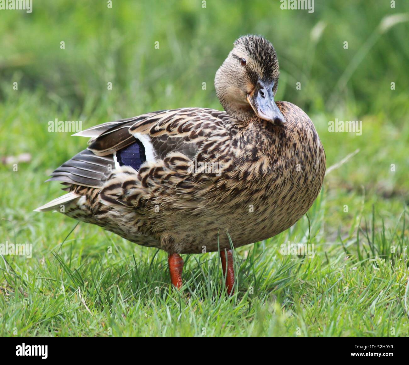 Quack Quack Stockfoto