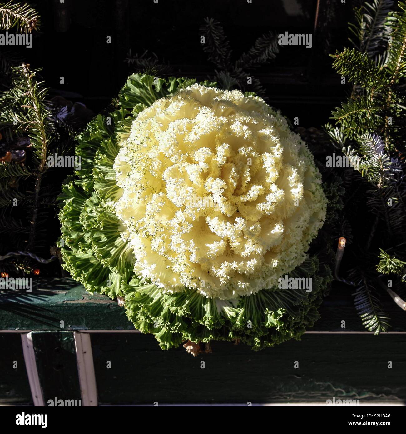 Dekorative weiße Kale in der Sonne Stockfoto