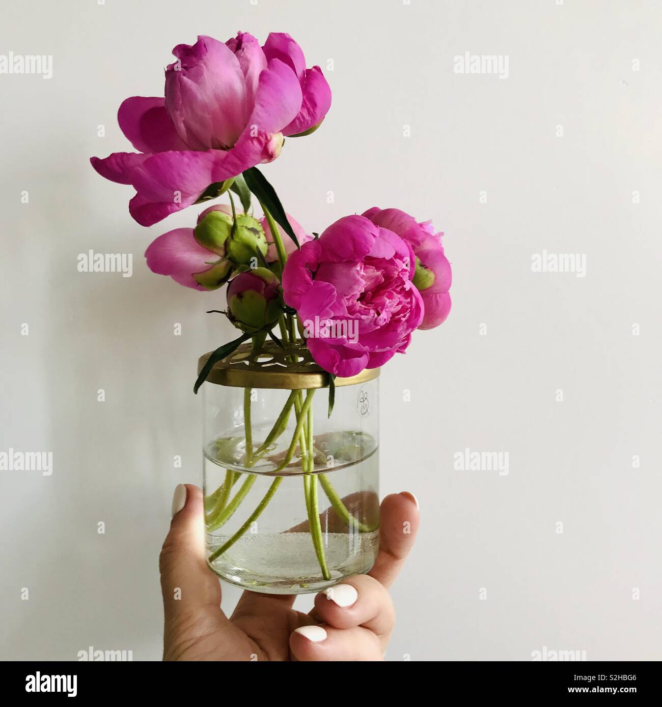 Rosa Pfingstrosen in einer Glasvase. Stockfoto